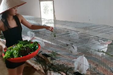 Pretty Girl Take Care Cute White Rabbits - Giant rabbit farm