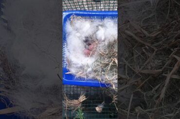 New Born Rabbits Day 2