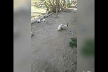 Cute Rabbit 😍💕