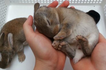 3 Cute Little Rabbits - Animal Video
