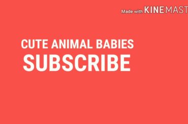 Rabbit family eating togather /CUTE ANIMAL BABIES