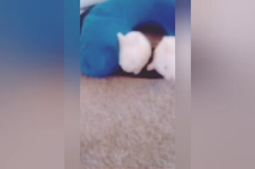 Cute baby bunnies❤️❤️❤️( pwease rwead description)