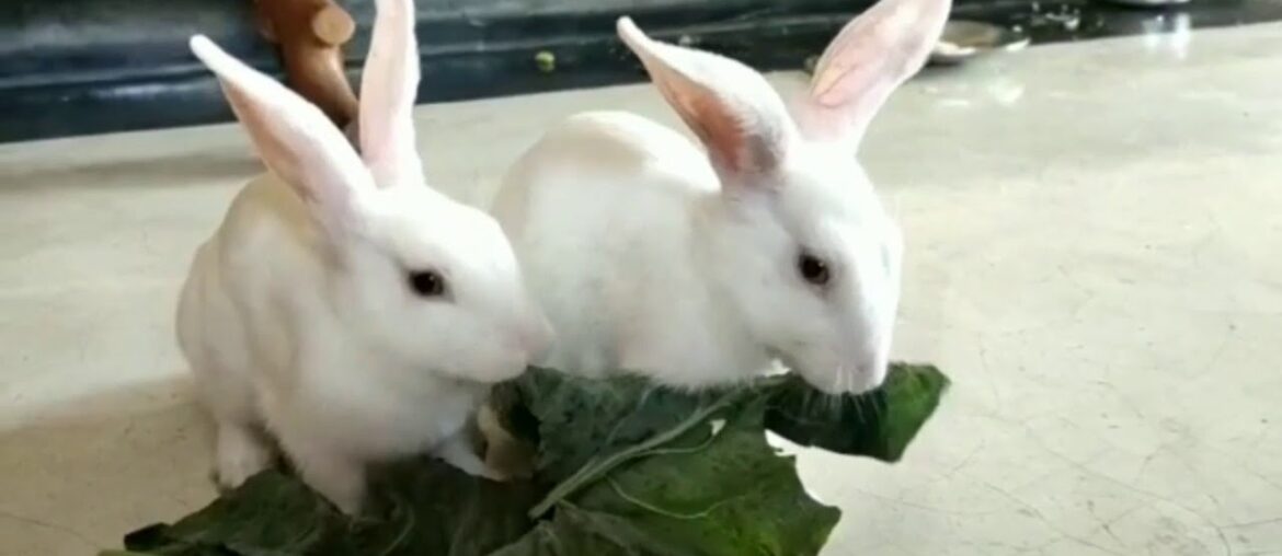 Cute bunny rabbit 🐰 HD 720p #babycuteanimal #