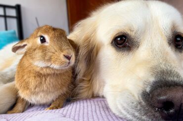 Dog Hugs Pregnant Rabbit - Amazing Friendship