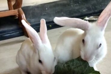 Rabbit eating Greens | Rabbits eating | Cute Rabbits Video |