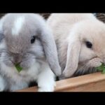 cute bunnies 🐰💕🥺