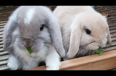 cute bunnies 🐰💕🥺