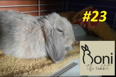 Cute Bunny Hiccups! | Roni The Rabbit | #23