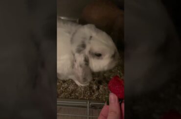 Cute bunny eating a strawberry ASMR