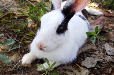 Cute Bunny's outdoor fun