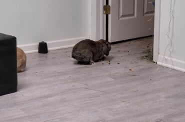 Cute Bunnies Part 2. Very, very cute.