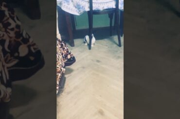 My german butterfly rabbit -cute rabbit !❤