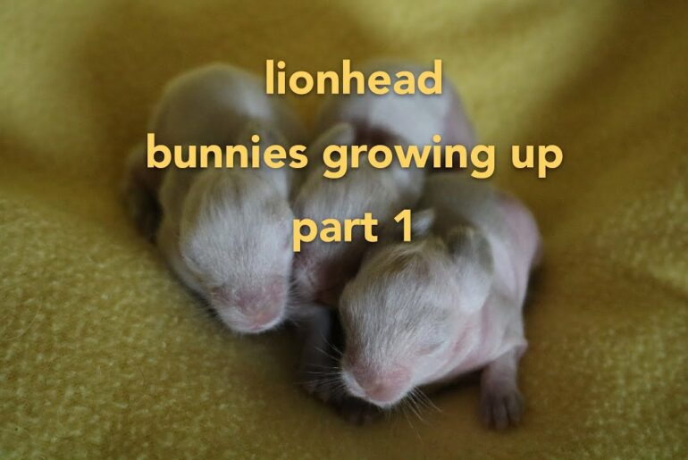 Lionhead bunnies (Wonton & Gizmo)