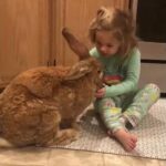 Little Girl Feeds Banana to Pet Giant Rabbit - 1024153