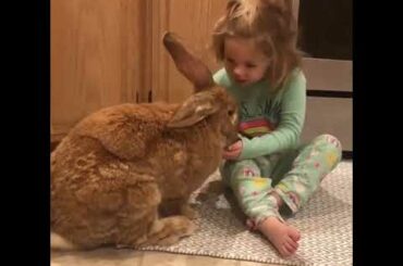 Little Girl Feeds Banana to Pet Giant Rabbit - 1024153