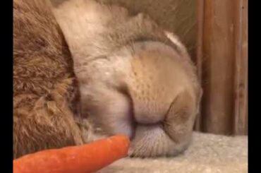 Sleeping Rabbit Wakes Up After Sniffing Carrot - 1030000