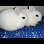 Cute cute pet rabbits