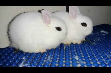 Cute cute pet rabbits