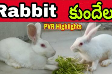 Cute cute Rabbit. My rabbits routine schedule. what's my rabbits eat