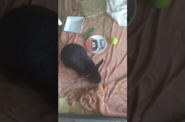 Cutest baby black american rescue rabbit falling asleep.
