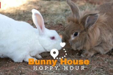 Bunny House: the cutest place on earth