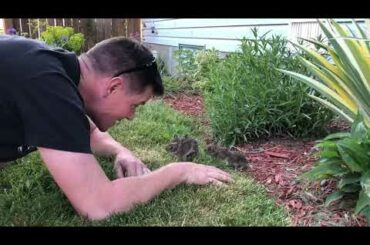 Man Gets Baby Bunnies  to Come out of Bushes - 1045151-1