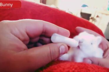 Bunny-a video of a funny and cute bunny