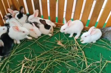 Waking a sleeping rabbit with an air horn - Pretty​ Bunny and Rabbit So cute