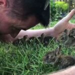 Man Plays with Group of Wild Baby Bunnies - 1045151-2