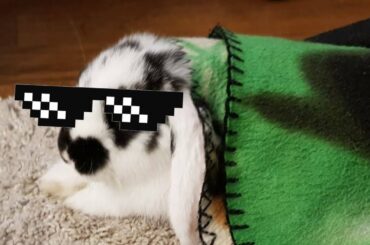 My bunny doing cute things(watch the whole video)