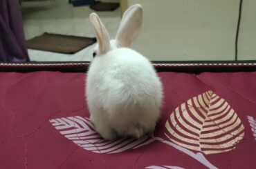 Rabbit world is eating running hiding staying alert so cute