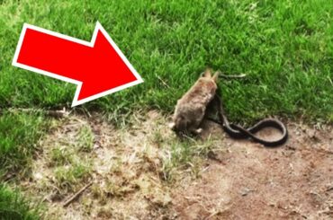 Snake Is About To Eat Baby Rabbits Until A Hero Charges In To The Rescue