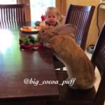 Little Girl and Giant Bunny Have a Meal Together - 989990