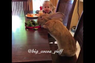 Little Girl and Giant Bunny Have a Meal Together - 989990