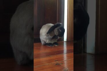 Super Cute Bunny cleans his ears! 🐰