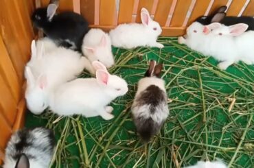 ASMR - カメラで撮られてたことに気づいたときのうさぎのリアクション- Pretty​ Bunny and Rabbit So cute