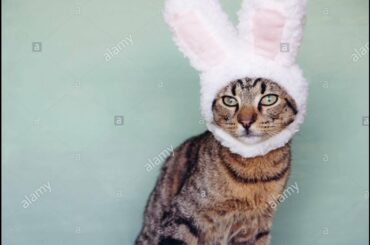 Anastasia explains how to draw a Cute Bunny! She made the video by herself!