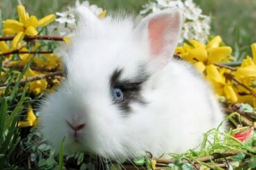Baby Bunnies! 15 Minutes of Pure Cuteness Overload