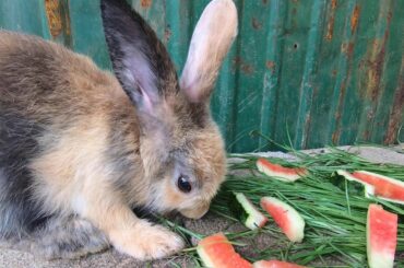 Rabbits eating grass & watermelon asmr | bunny cute