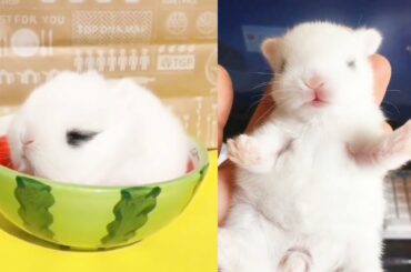 Baby Rabbits | Funny and Cute  Rabbit Videos Compilation Ep01