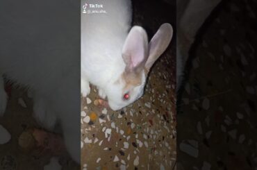 Cute little bunny | petlove