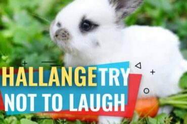 FUNNIEST and CUTEST RABBITS | Funny Pet BUNNIES | Try Not To LAUGH!