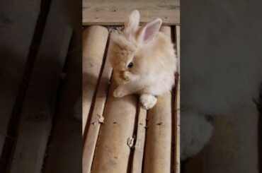 Funny And Cute Rabbit Videos v.01