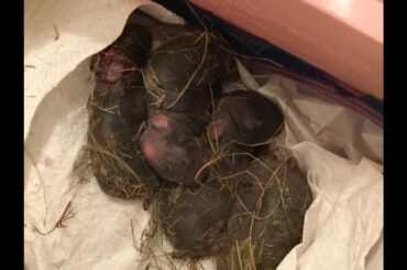 Protect a Rabbit Nest and Keep Babies with Mom