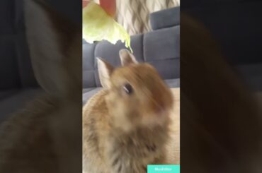 Funny rabbit eating a salat