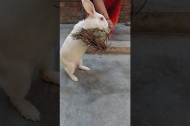 When irritating is a fun/ cute rabbit