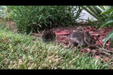 Man Plays with Baby Bunnies in Garden - 1045151-3