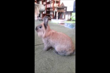 Cute lionhead bunny rabbit stomping feet at danger