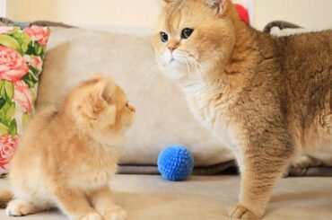 Kitten Reaction to his dad William. | Too Cute 😊