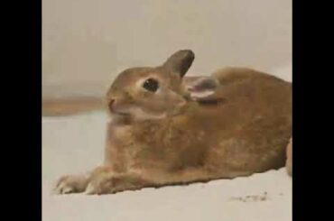 Cute bunny vid